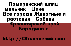 Померанский шпиц, мальчик › Цена ­ 35 000 - Все города Животные и растения » Собаки   . Красноярский край,Бородино г.